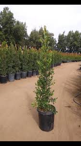 Image result for Ficus demeusei