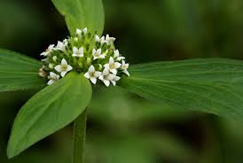 Image result for Mitracarpus