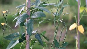 Mar 06, 2020 · the rate of maturity for most soybean plants varies from about three months to about five months. How To Grow Yardlong Beans
