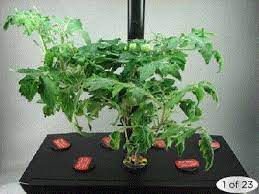 Easily grow red heirloom cherry tomatoes in your kitchen using your aerogarden. Pin On Aerogarden Stuff