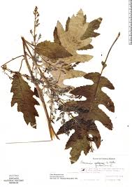 Image result for Bocconia arborea