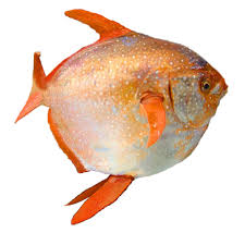 Exit (inward), released 07 may 2021 exit. Lune Doree Dayanand Boholah Seafoods Co Ltd