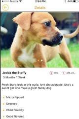 Furrymate.com find your furry date! Zeppee A Tinder Like App To Help You Find Your Furry Friend
