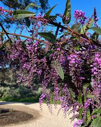 Image result for Hardenbergia