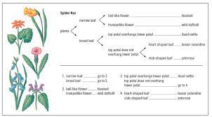 Taxonomy Dichotomous Key Taxonomy Word Problem Worksheets