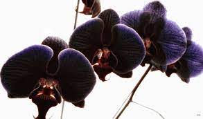 Black Orchids Orchids Orchid Photo Black Orchid