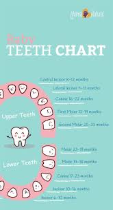 Baby Teething Chart What Order Do They Come In Baby