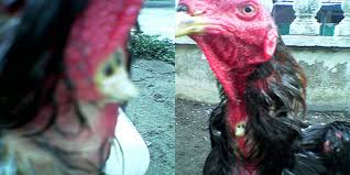 Unik Ayam Jago Yang Memiliki Jalu Di Leher Club Adu Ayam