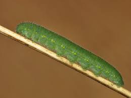 Maybe you would like to learn more about one of these? Small White