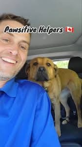 Sometimes we all need a little help sometimes, it could be a busy work  schedule, an unexpected injury or illness that is making hard to tend your  loved ones needs....no need to fear Pawsitive Helpers ...