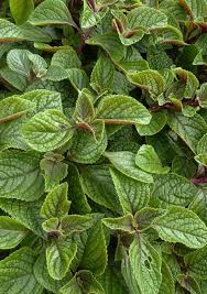 Image result for Plectranthus alboviolaceus