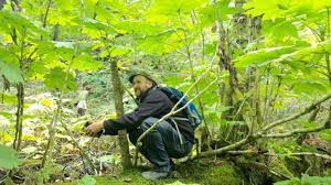 Devil S Club Sacred Plant Of The Northwest Hearthside Healing