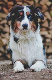 Heath merlin tweets by @aussiehearts. Australian Shepherd Dog Pictures Download Free Images On Unsplash