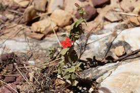 Image result for Hibiscus aponeurus