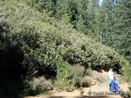 Image result for Daknopholis