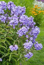 Afbeeldingsresultaat Voor Phlox Cool Of The Evening Planting Flowers Flowers Perennials Flower Garden Plans