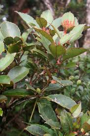 Image result for Cunoniaceae