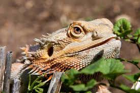 In natura il drago barbuto è onnivoro. Drago Barbuto Come Animale Domestico Alimentazione Habit E Cura