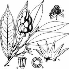 Image result for isolona lebrunii