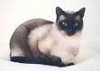 Siamese Cat Breeders in Ohio