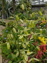 Image result for Albuca nigritana