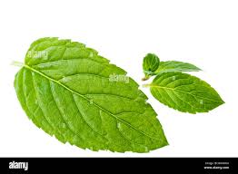 Image result for Mentha