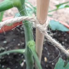 Pour les plantes indéterminées, il faudra placer un tuteur à côté de la plante. Le Tuteurage Des Tomates Voici Une Astuce De Pro Jardin D Essai