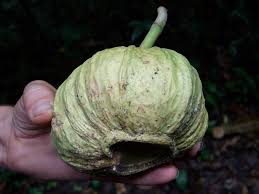 Image result for Lecythidaceae