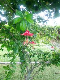 Check spelling or type a new query. Help Identifying A Tree In Southwest Florida Gardening Landscaping Stack Exchange