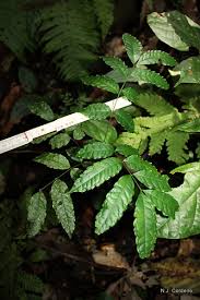 Image result for Zanha golungensis