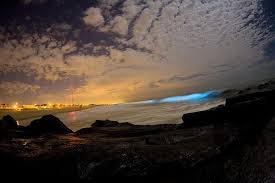 Bioluminescent Beach Puerto Rico Grow Bioluminescent Algae At Home Bioluminescent Algae Bioluminescence Puerto Rico