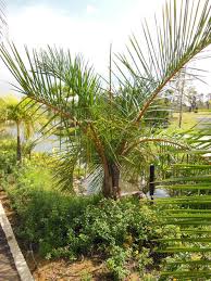 Image result for Raphia ruwenzorica