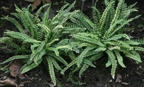Image result for Asplenium smedsii