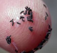 Those who are allergic may also develop hives or rashes. Door To Nature Watch For Tiny Snow Fleas Or Springtails Door County Pulse