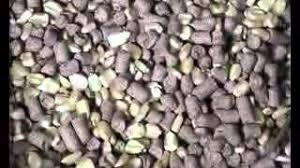 Grasscutter Farming A Profitable Alternative To Illegal Bushmeat Youtube