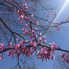 What wild flowers can you eat. Spring Foraging Wild Edible Flowers Greens And Shoots Good Life Revival