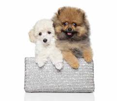 By mychelle blake certified dog behavior consultant. The Pomapoo Who Can Resist Such Cuteness Animalso