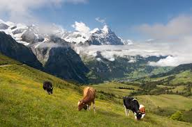 Read our guide on moving to switzerland to find out about applying for a visa, becoming a permanent resident and making the move as smooth as possible. Moving To Switzerland Checklist Visa Hunter