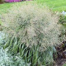 Image result for Panicum nervatum