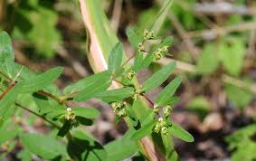 Image result for Euphorbia hyssopifolia
