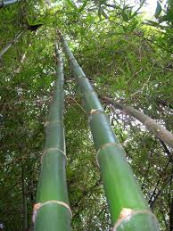 Image result for Bambusa vulgaris