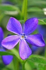 Il suo particolare fiore sferico di colore blu intenso è molto amato da api e . Le Pervinca Viridea Piante Tappezzanti Fiori Piante
