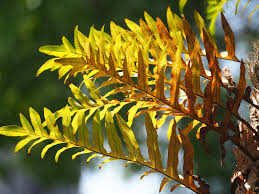 Image result for Drynaria volkensii