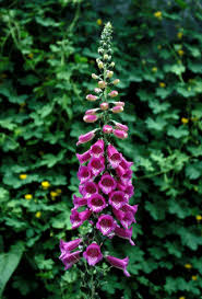 Image result for Digitalis purpurea