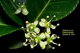 Image result for Celastraceae