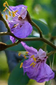 Image result for Baikiaea