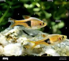 Image result for Heteromorpha