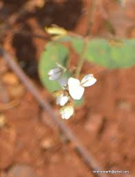 Image result for Desmodium scorpiurus