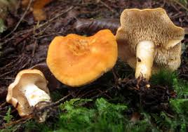 Image result for Dentinum repandum