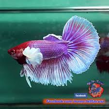 Pin De Marianne Sans Em Beautiful Betta Fish Peixes Ornamentais Peixes